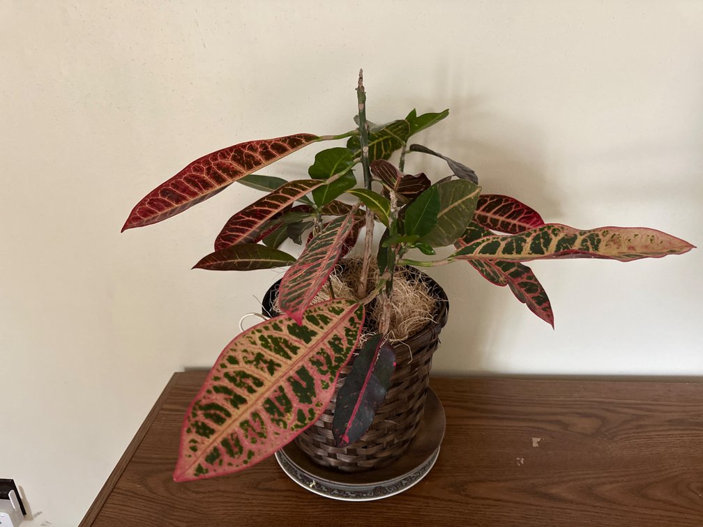 Live Plant