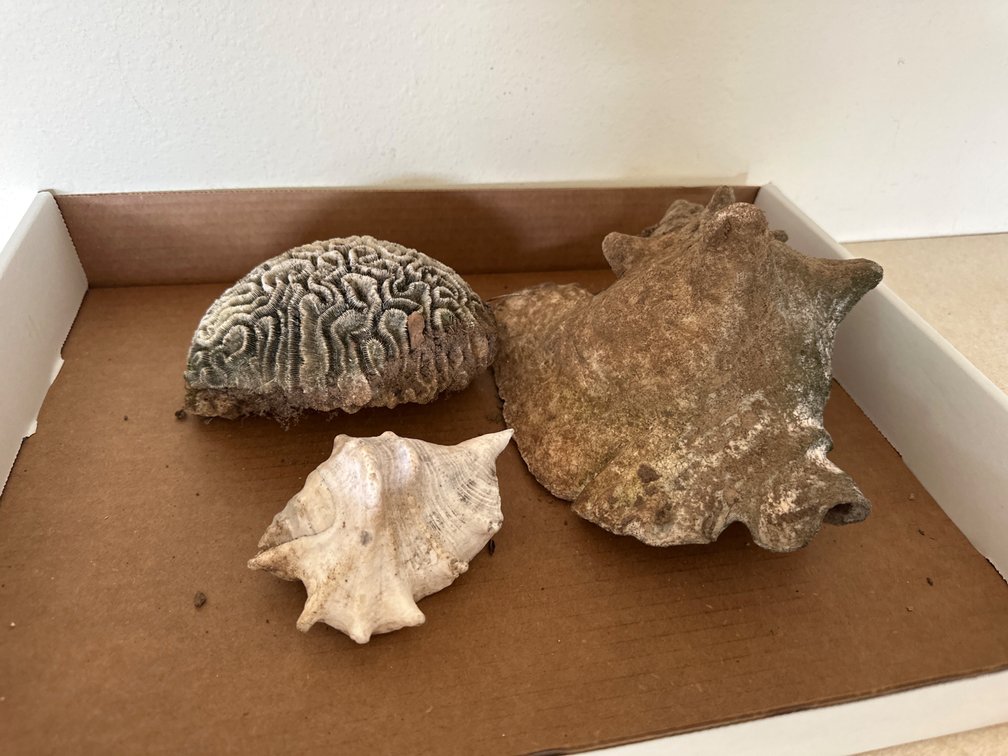 Shells