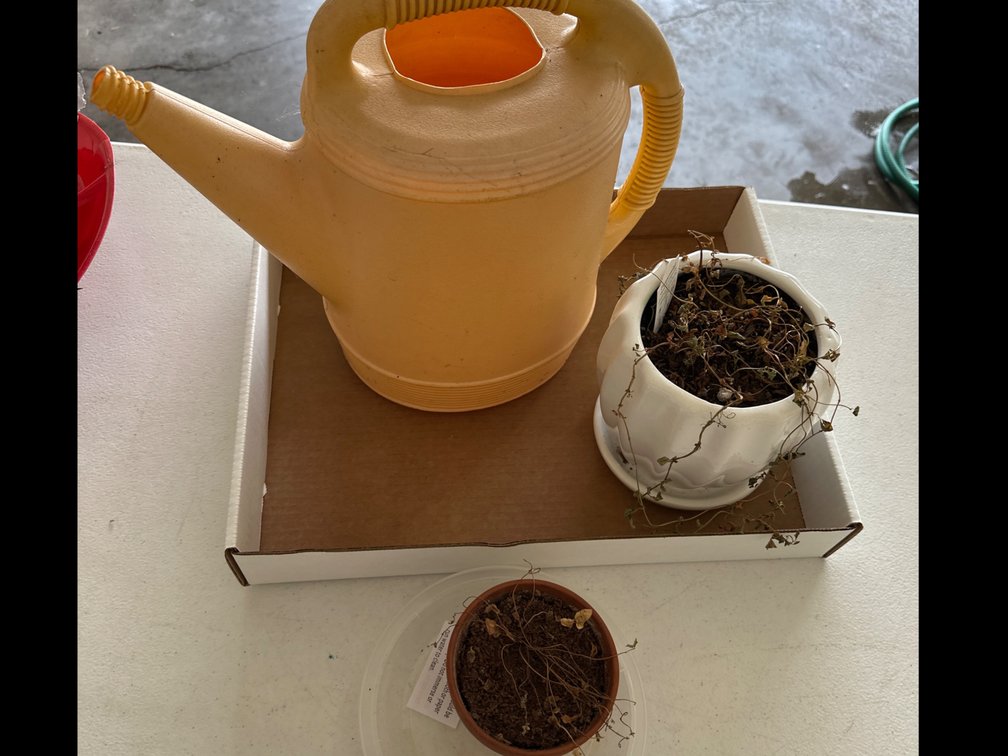 Planters, Watering Can