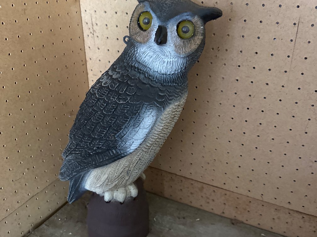 Garden Owl