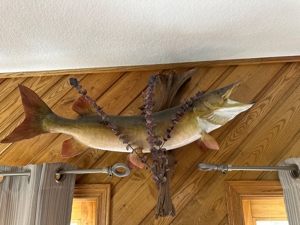 3’ X 2’ Mounted Bass