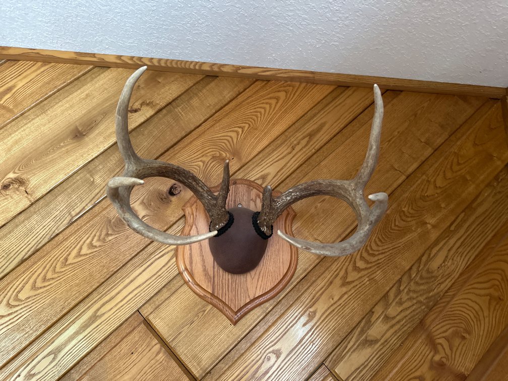 Antler Mount-8 Pointer
