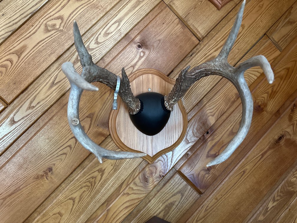 Antler Mount-10 Pointer