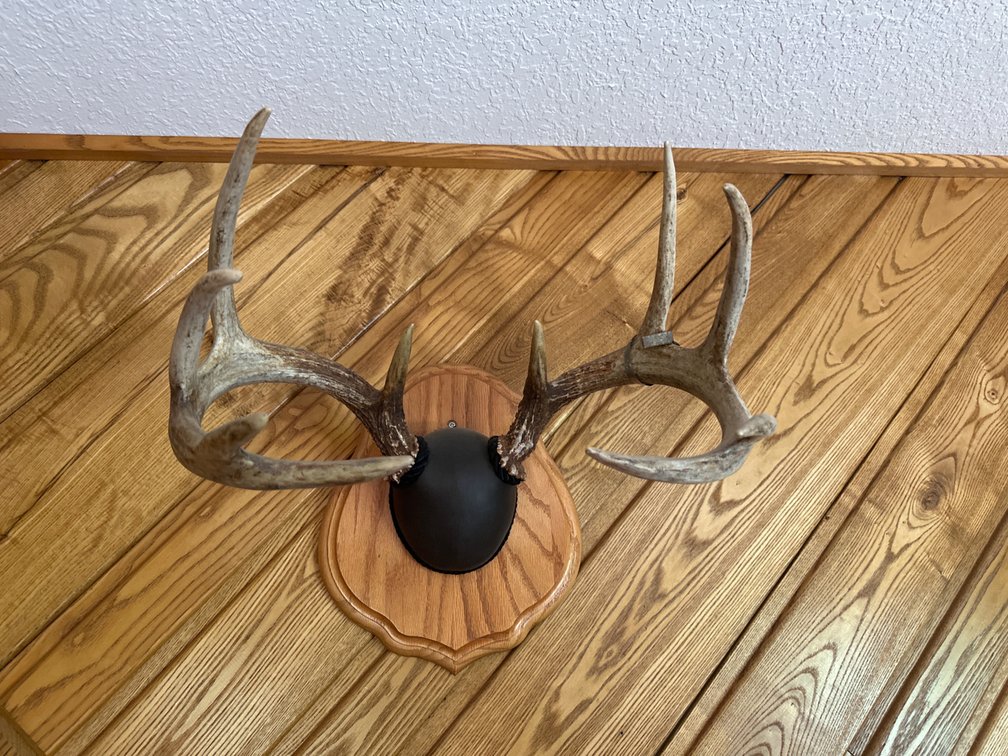 Antler Mount-10 Pointer