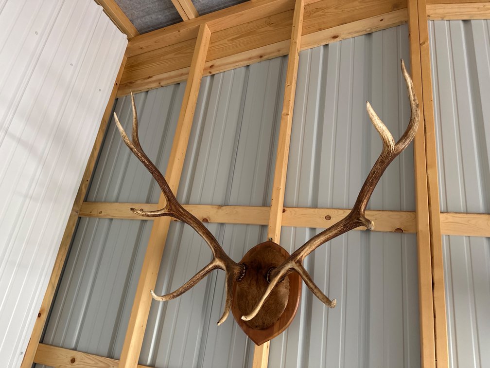 Mounted Elk Antlers-42” Approx. Wide