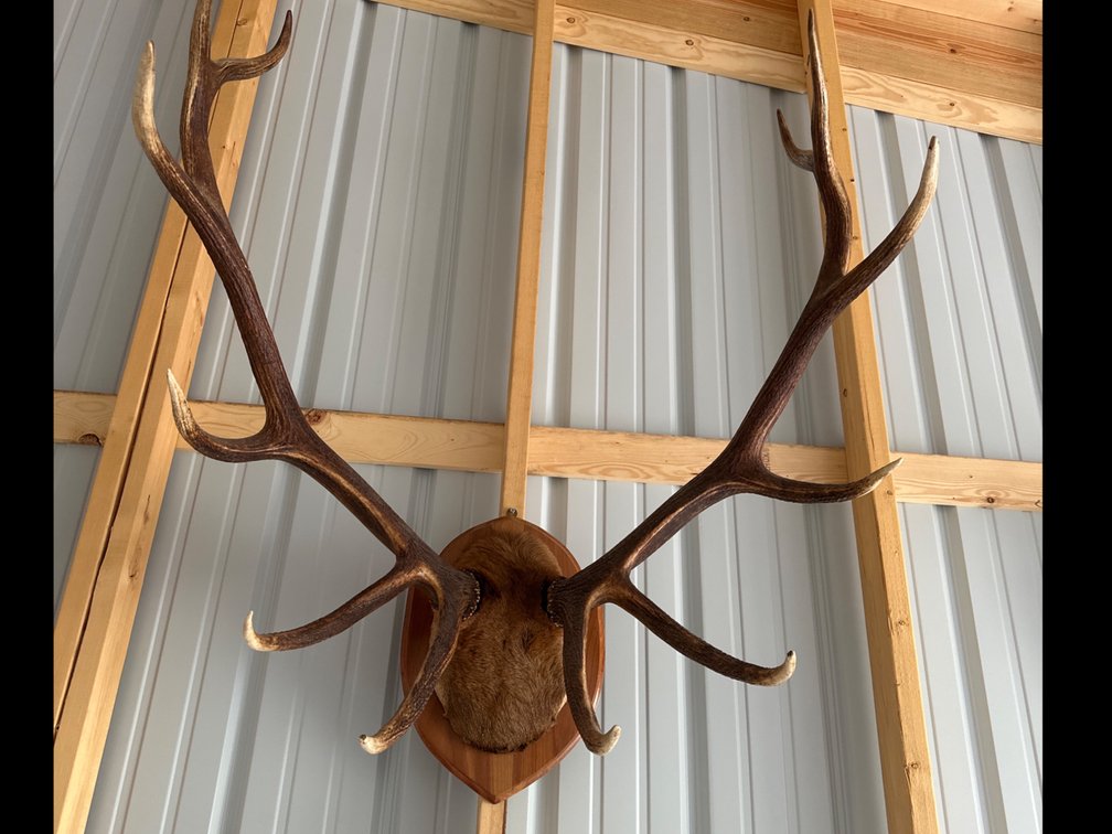 Mounted Elk Antlers-36” Wide Approx.