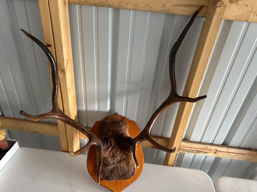 Elk Antlers-26” Wide Approx.