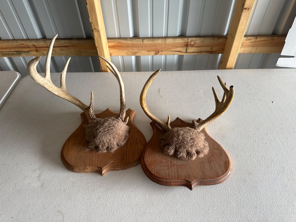 (2) Mounted Antlers