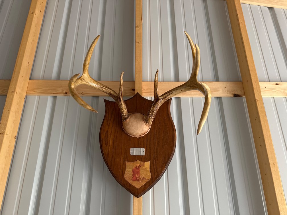 11 Pointer-Mounted Antler