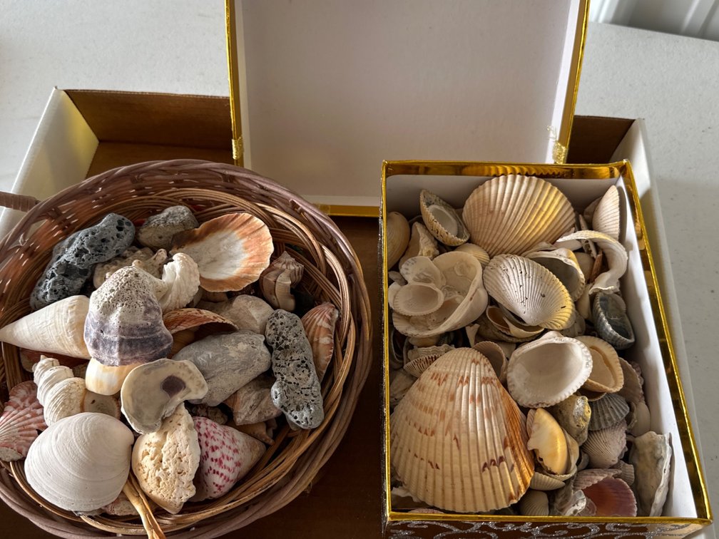 Box and Basket of Shells