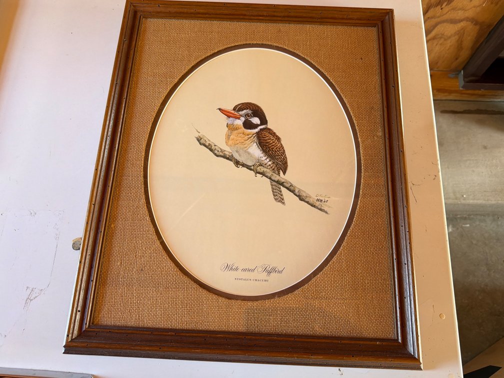 White-eared Puffbird