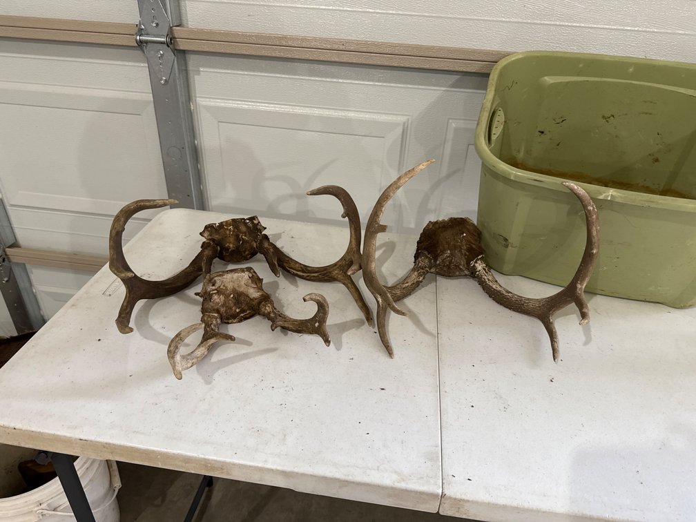 Tote with Deer Antlers