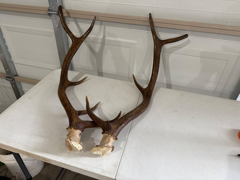 Elk Antlers