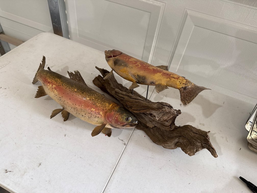 Fish Mounts