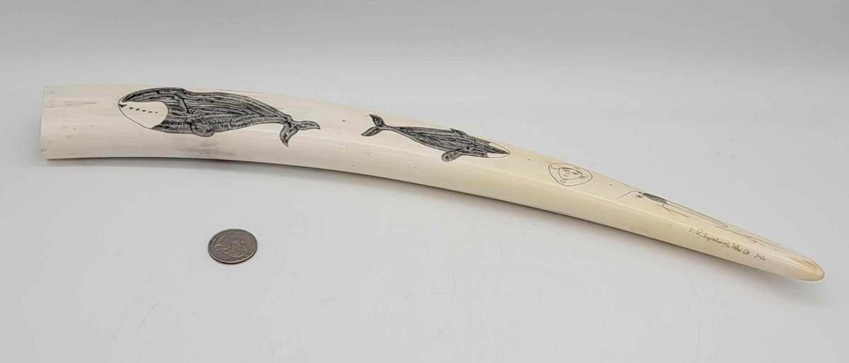 Scrimmed Walrus Ivory Tusk