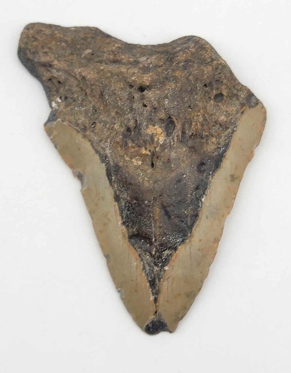 Megaladon Tooth 