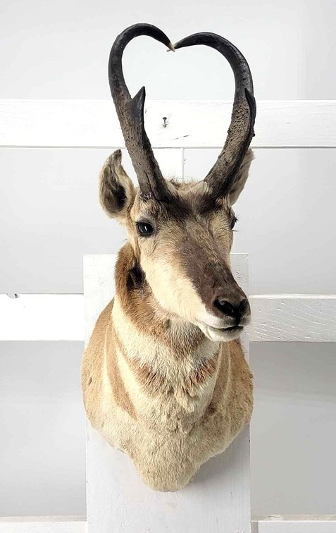 Pronghorn Shoulder Mount