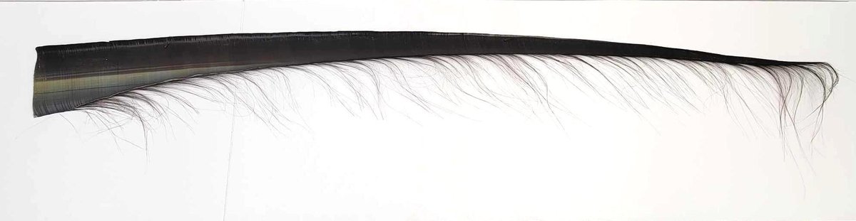 Large Polished Bowhead Baleen Frond