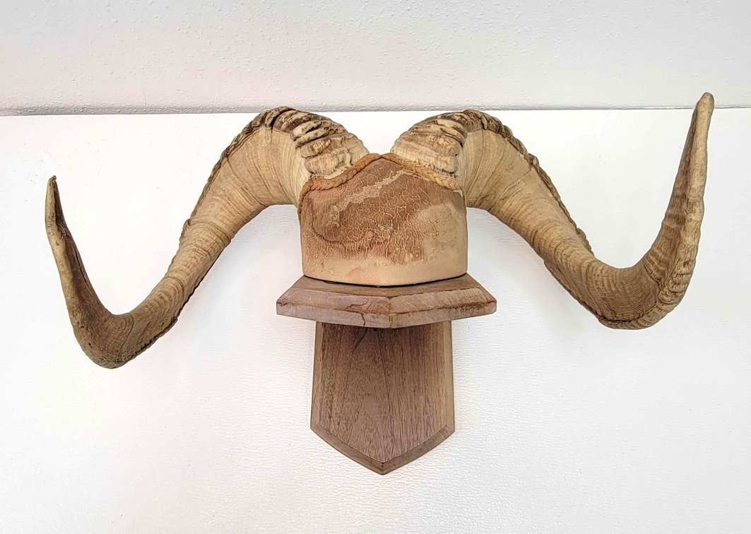Dall Sheep Mounted Horns
