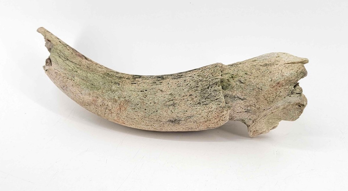 Ancient Bison Horn