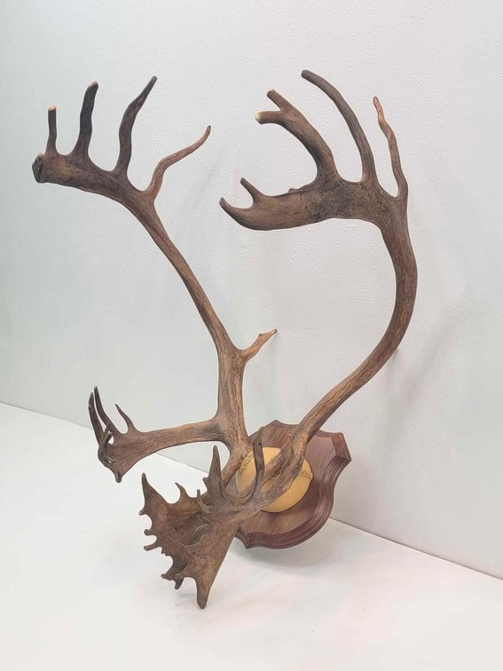 Mounted Caribou Rack