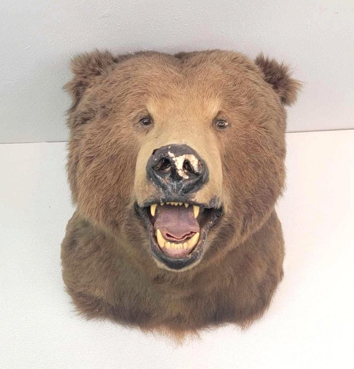 Brown Bear Head Mount