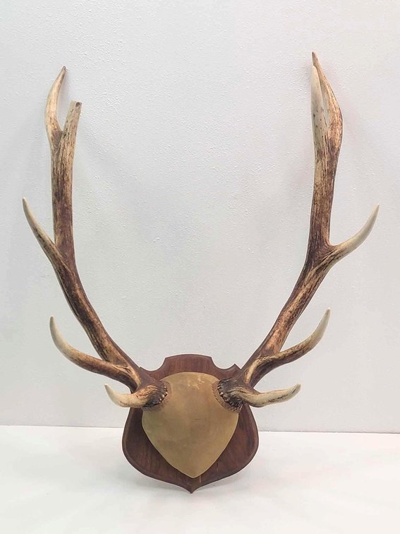 Mounted Elk Rack