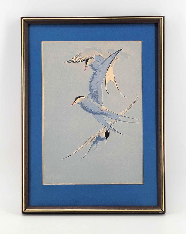 Arctic Terns Framed Print by W.D. Berry 