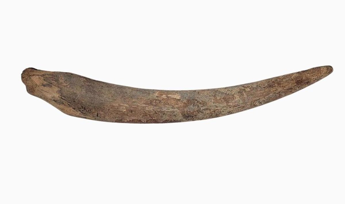 Ancient Fossilized Walrus Tusk