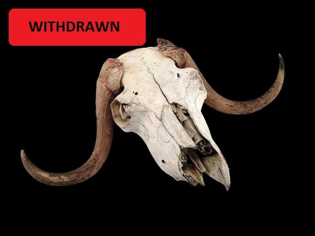 Musk Ox Skull w/ Horns