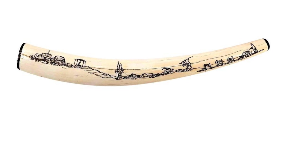 17" Pictorial Scrimshaw Walrus Tusk