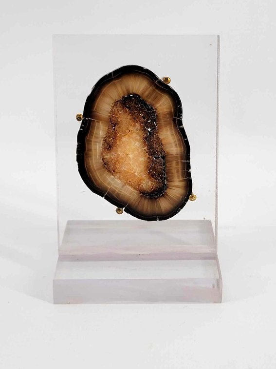 Rare Black-Brown Fossil Ivory Specimen