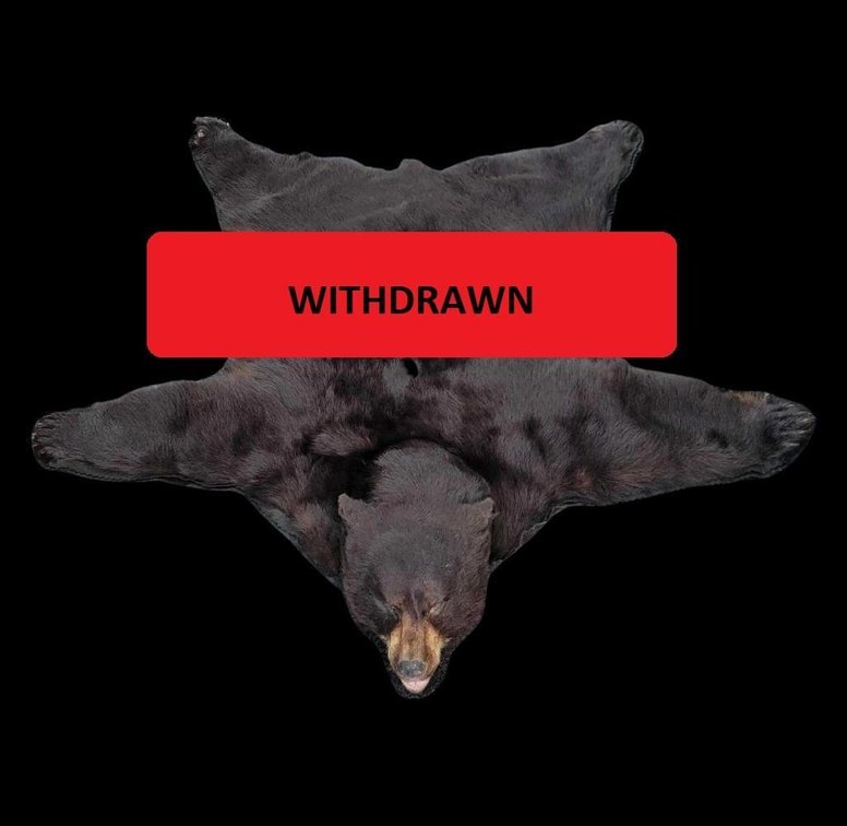 Bear Skin Rug By Ray's Taxidermy