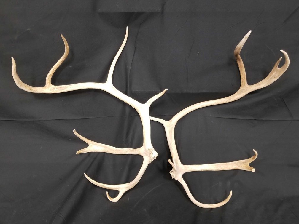 Pair of caribou antlers 