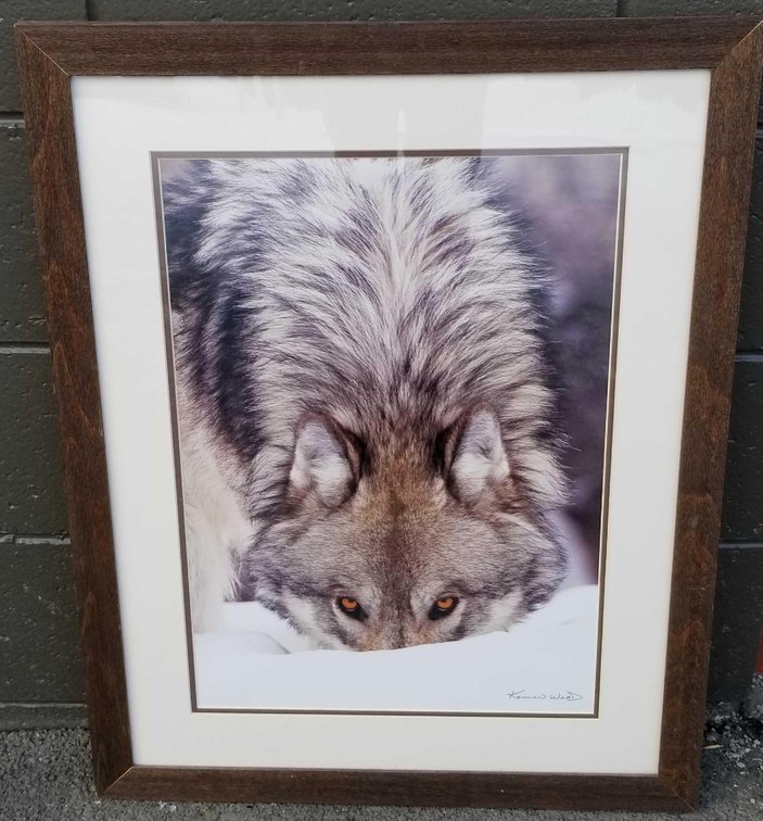 Keenan Ward signed large photographic wolf print