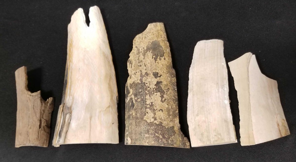 Lot of over one pound of wooly mammoth ivory 