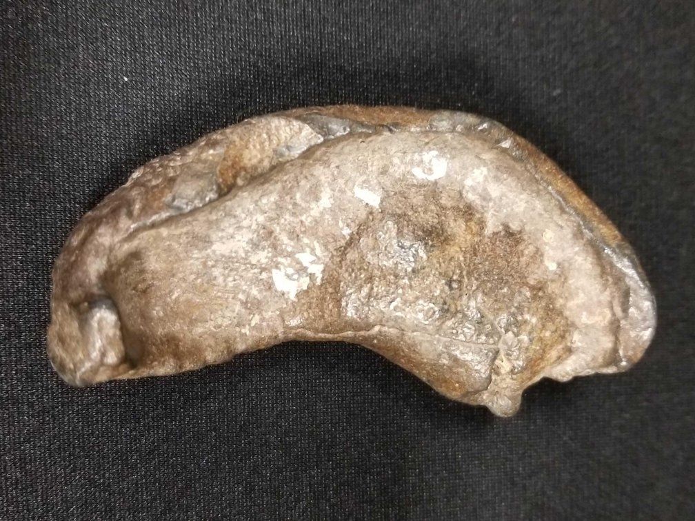 Prehistoric whale ear bone 