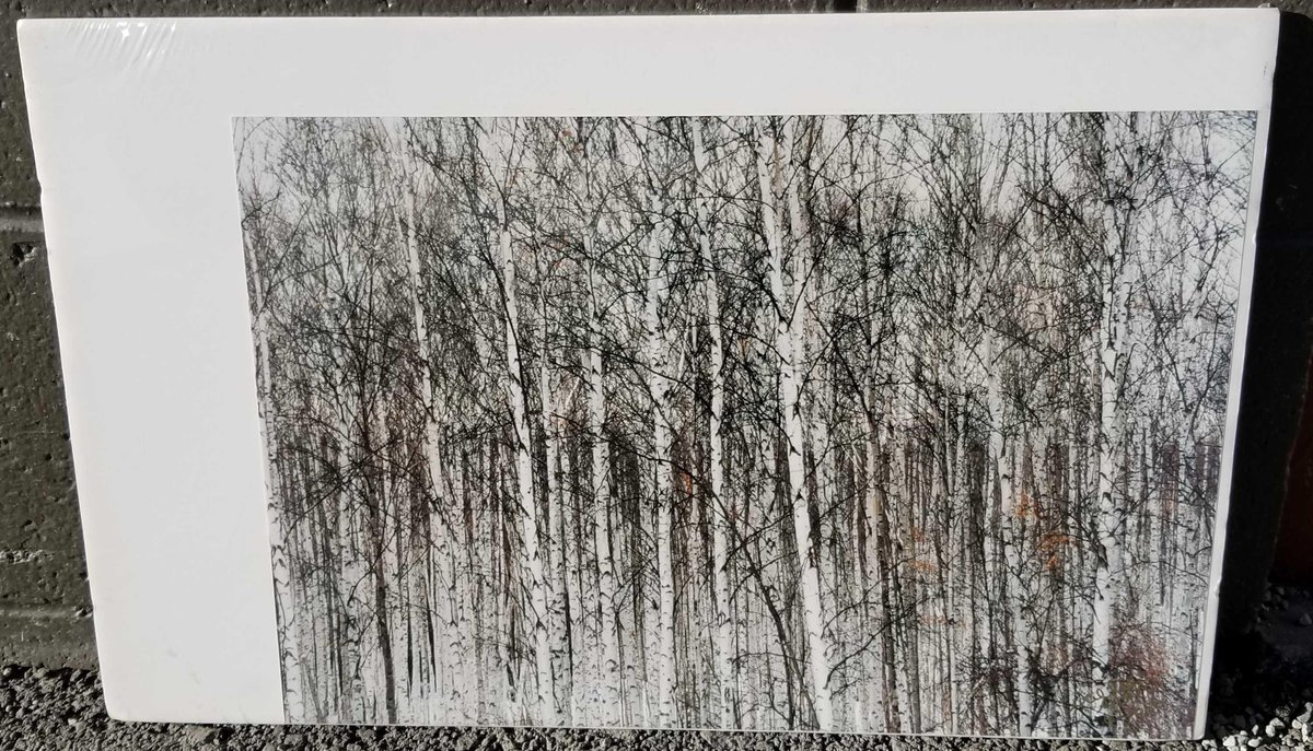 Sharon Walleen photographic print of birch trees 