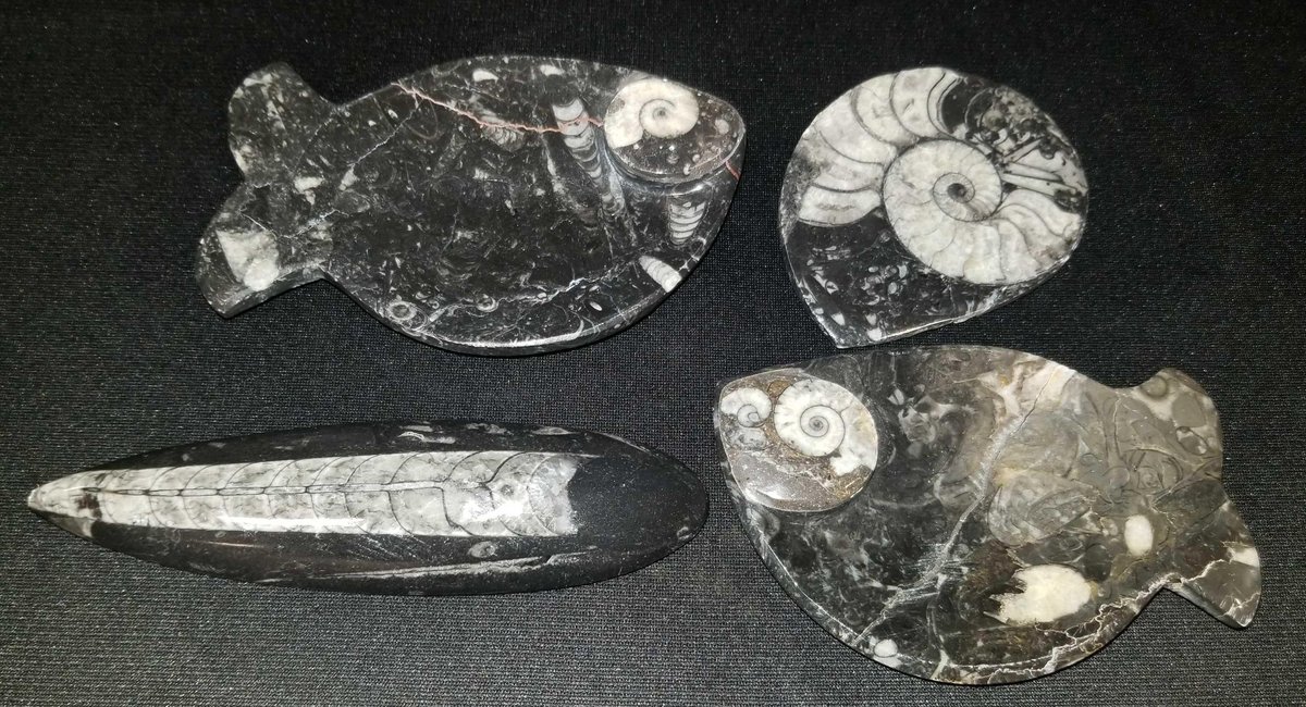 Lot of fossils 
