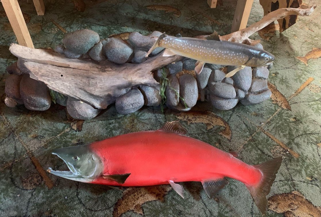 Dolly Varden & Sockeye salmon fish mounts