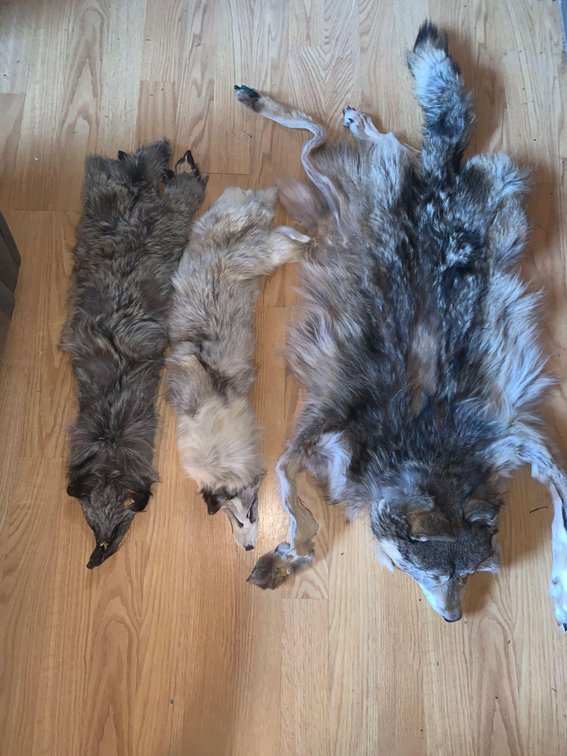 Wolf pelt and two fox pelts