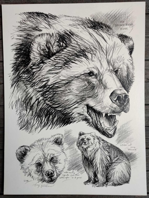 Brown Bear Field Style Sketch