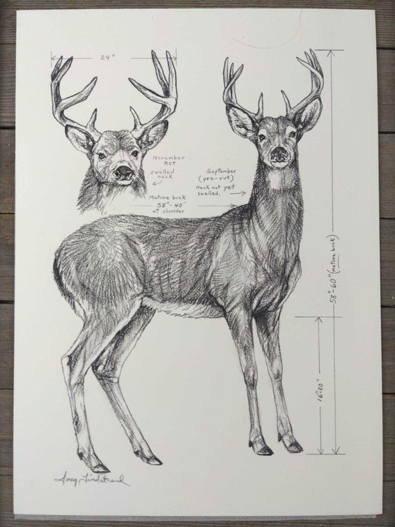 Whitetail Deer Field Style Sketch 