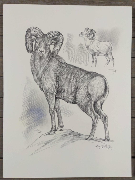 Bighorn Ram Field Style Sketch #1