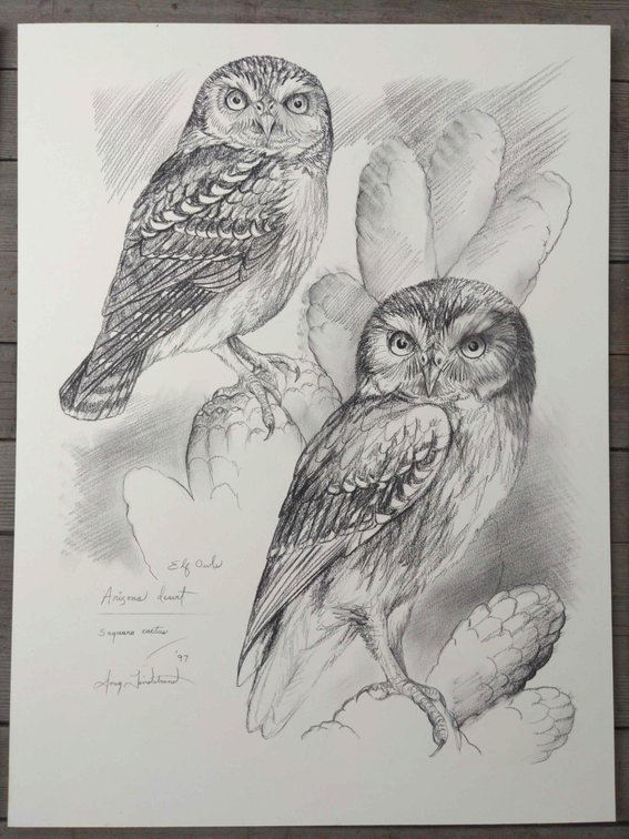 Elf Owls Field Style Sketch 