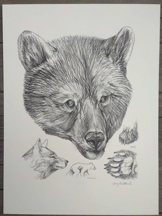 Young Brown Bear Field Style Sketch 