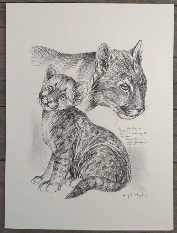 Mountain Lions Field Style Sketch 