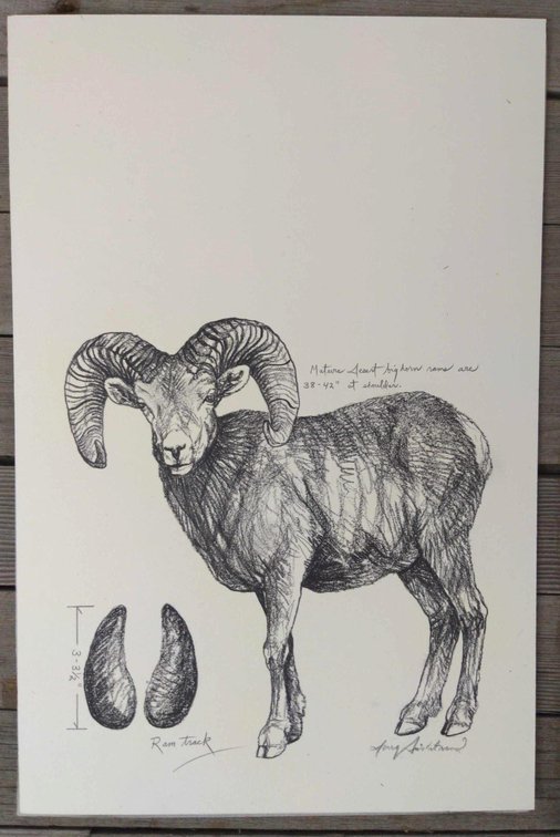 Desert Bighorn Ram Field Style Sketch 