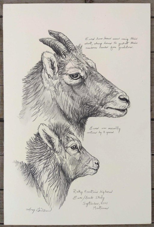 Rocky Mountain Bighorn Ewe Field Style Sketch 