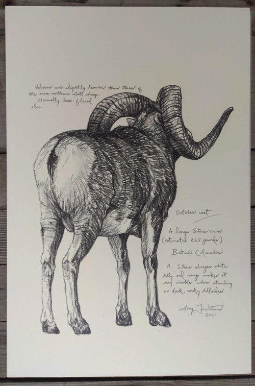 Stone Ram Field Style Sketch 
